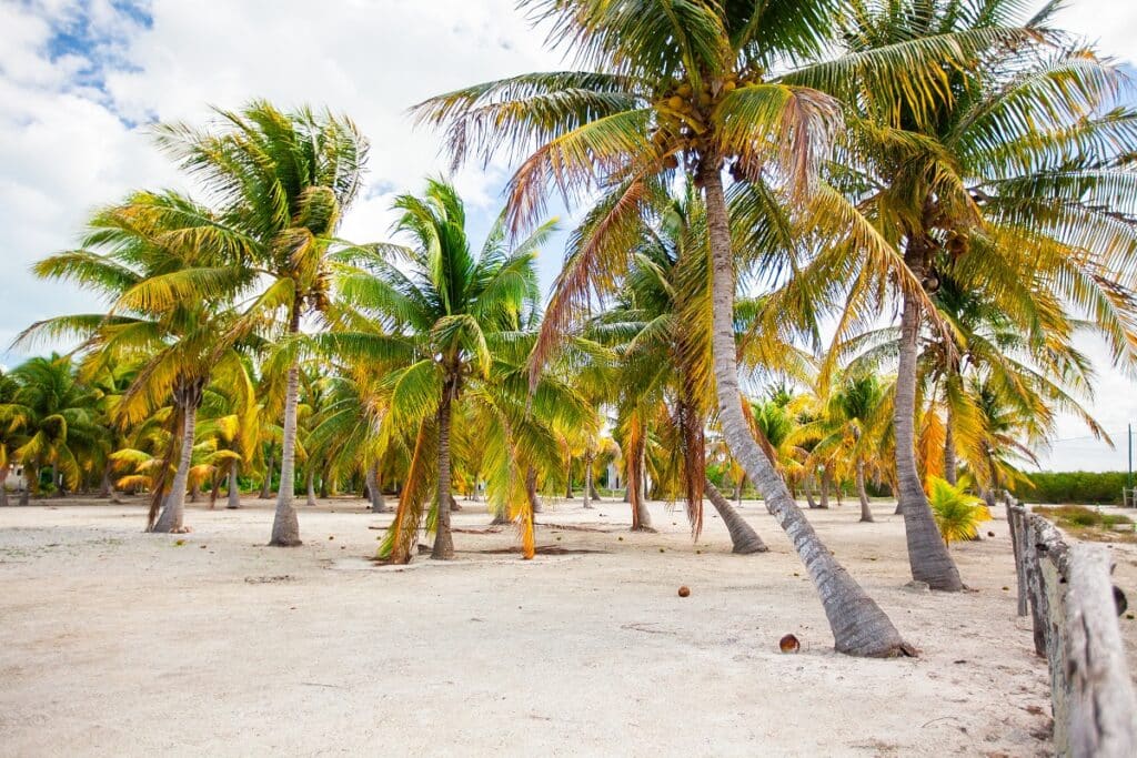 palmiers sur une plage à Holbox