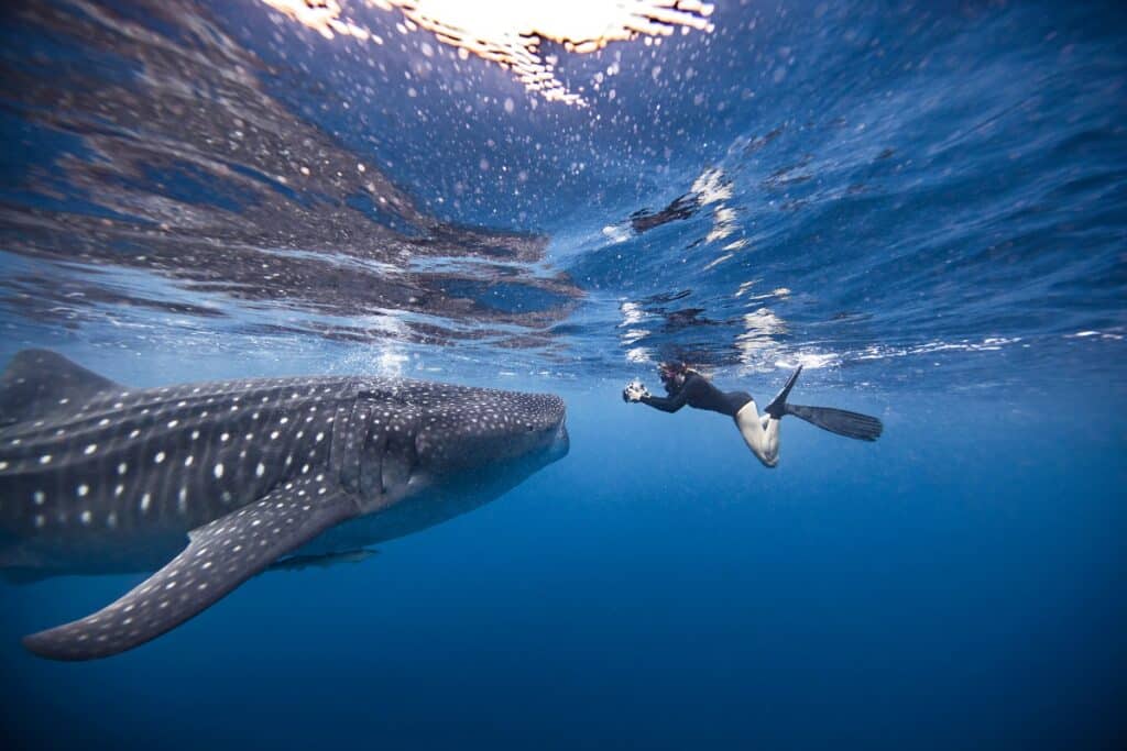 requin baleine