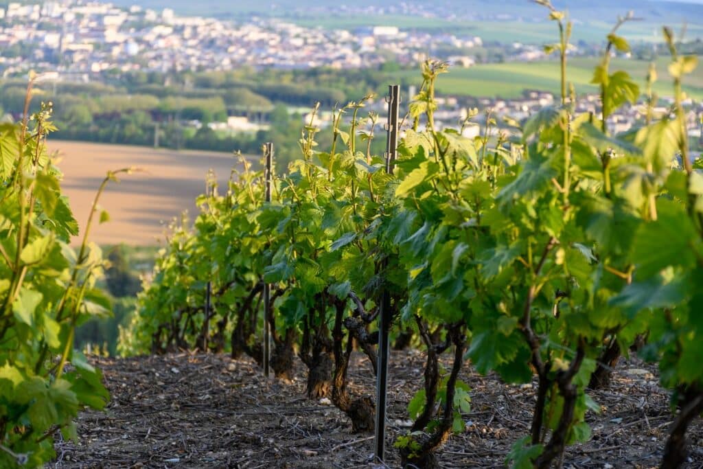 champagne vallée de la marne