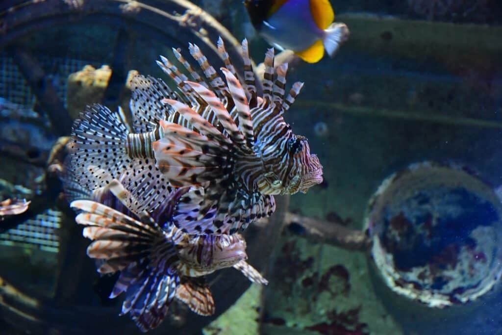 les 6 meilleurs aquariums de Bretagne