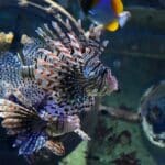 les 6 meilleurs aquariums de Bretagne