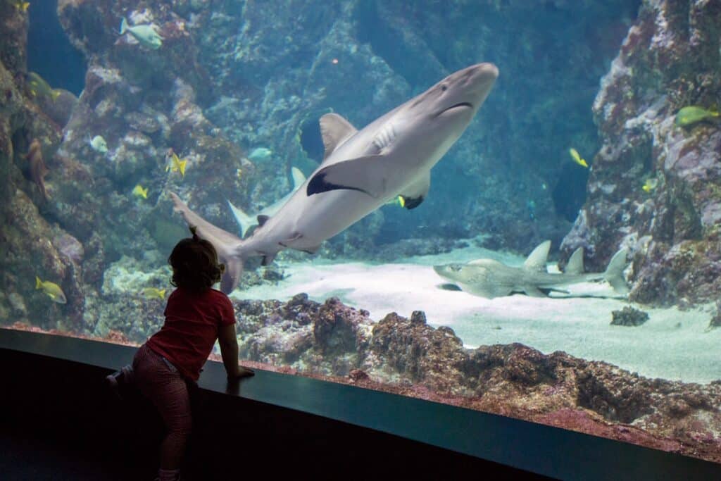 requin Océanopolis à Brest