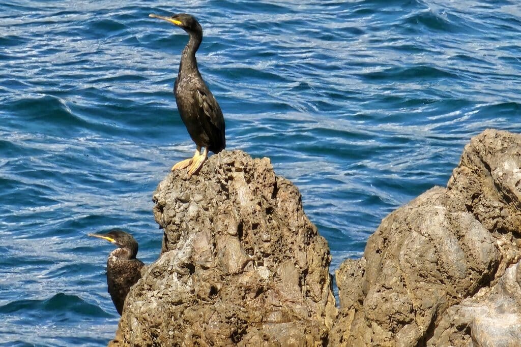 cormorans