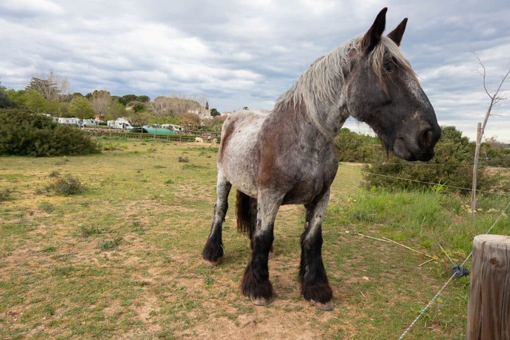 cheval de trait poitevin