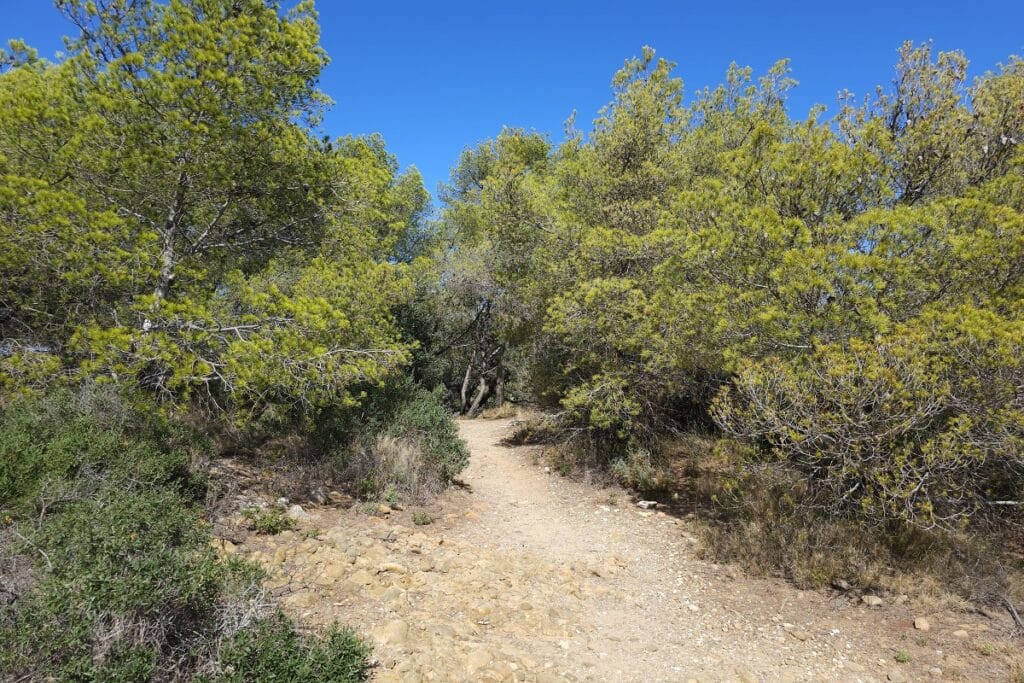 sentier sur l'île verte