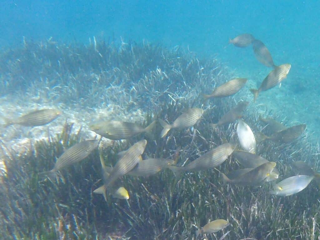 snorkeling île verte