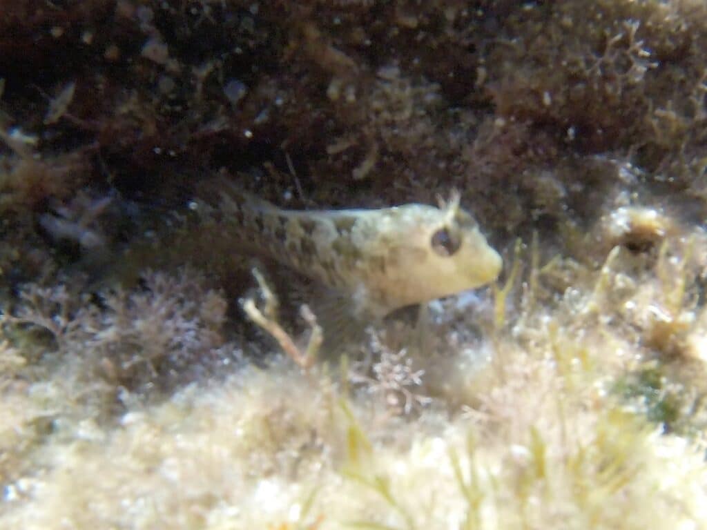 snorkeling île verte