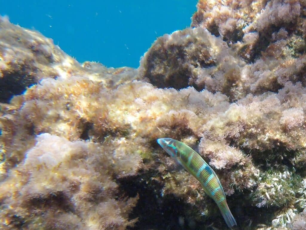 snorkeling île verte