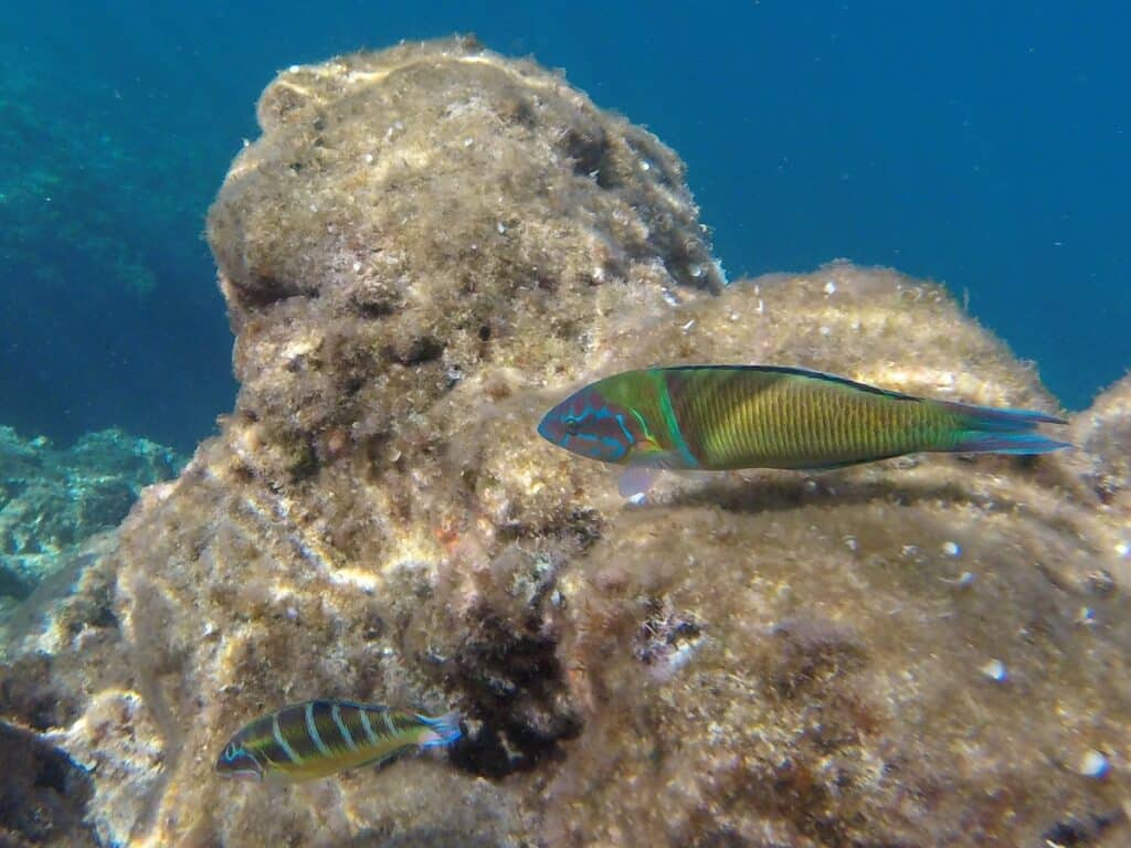 snorkeling île verte