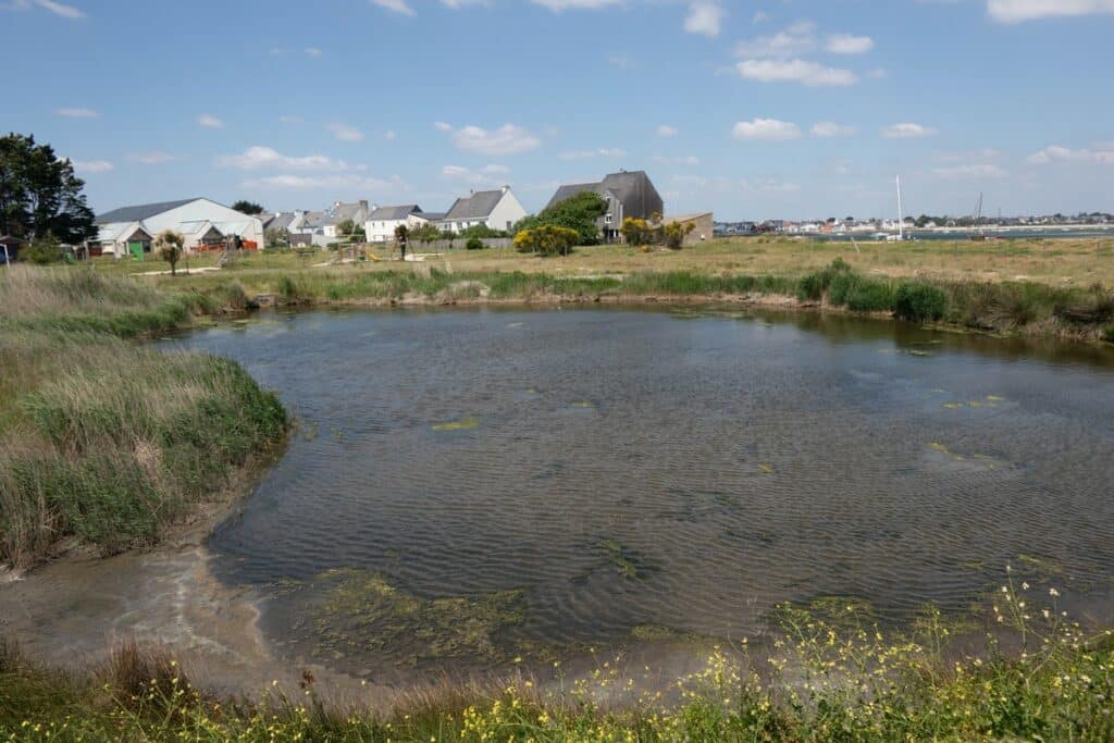 petite mare d'eau salée