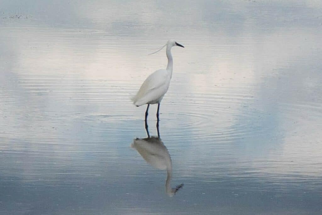 aigrette garzette