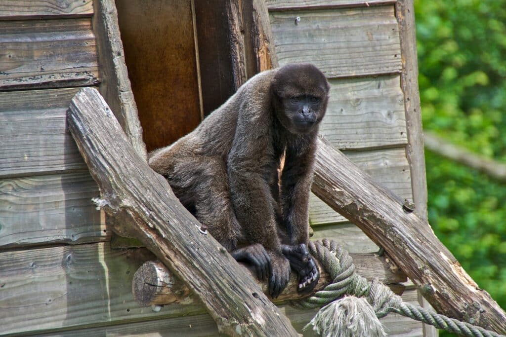 Vallée des Singes à Romagne