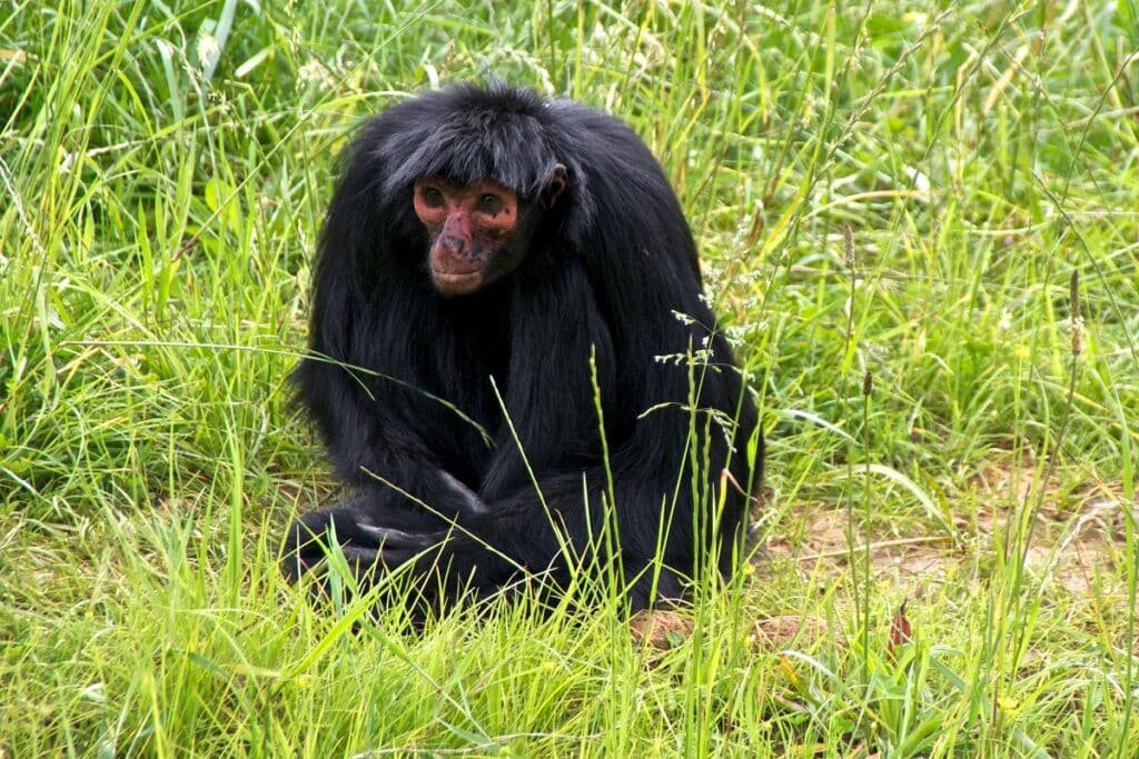 Vallée des Singes à Romagne