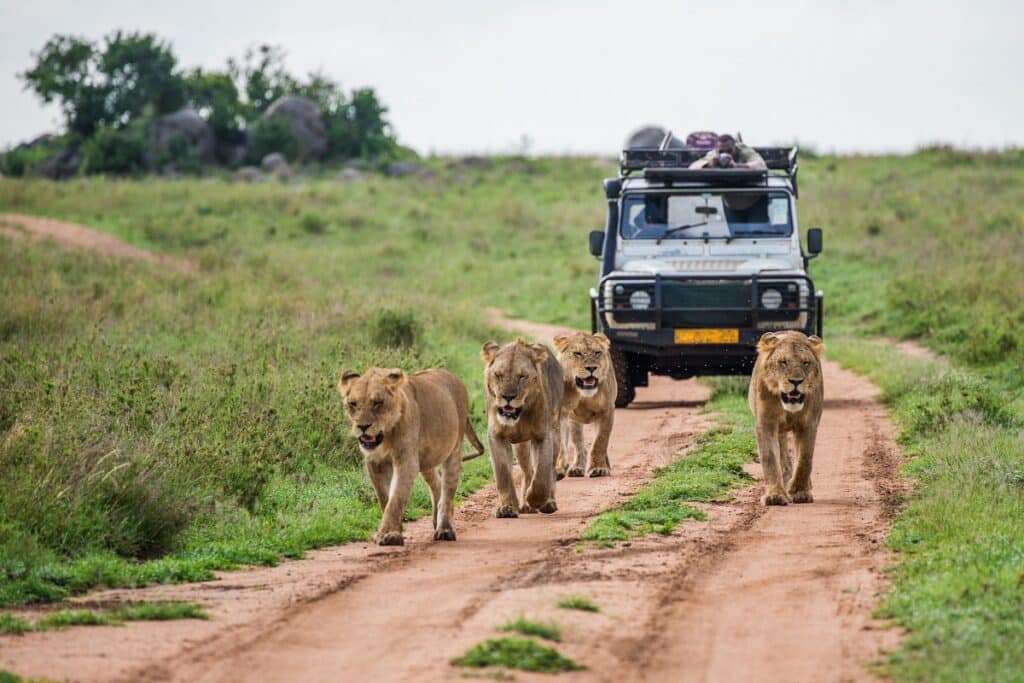 le matériel à prévoir pour un safari