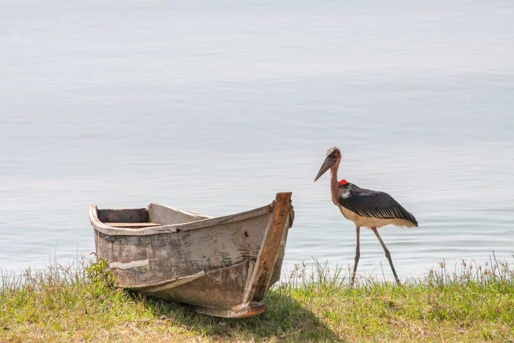 Marabou au lac Victoria