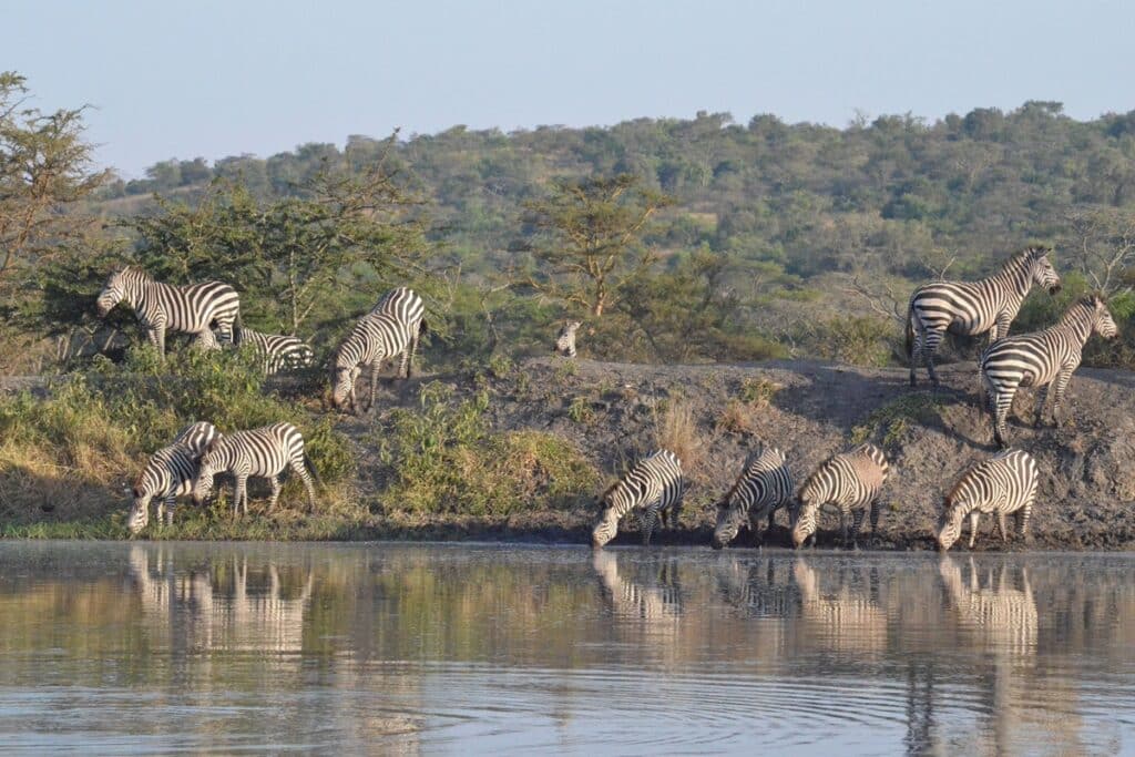 Parc National du Lac Mburo