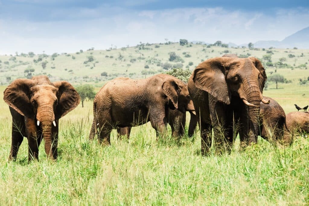 Parc national Kidepo Valley