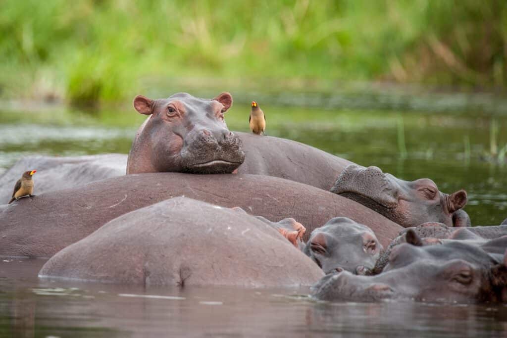 hippopotames au parc national Murchison Falls