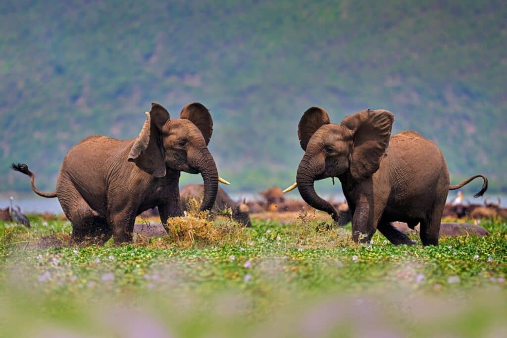 Parc national Queen Elizabeth éléphants