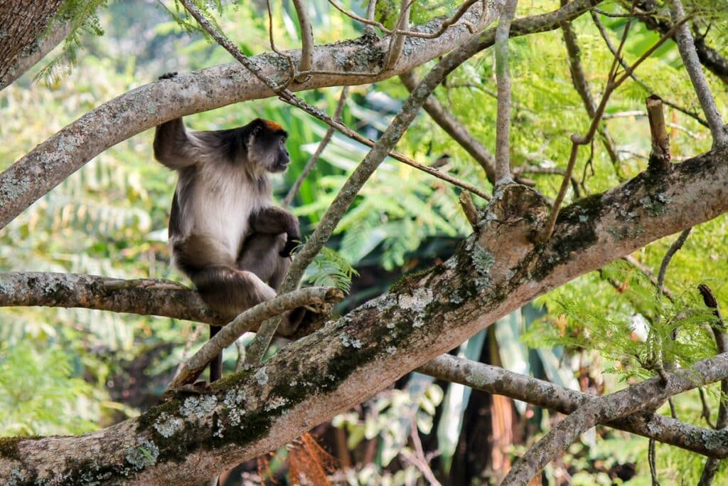 Parc national de Semuliki colobe