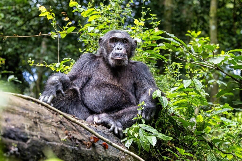 Parc national de la forêt de Kibale chimpanzé