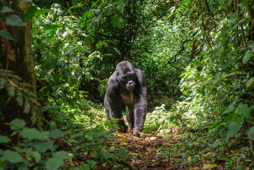Parc national de la forêt impénétrable de Bwindi