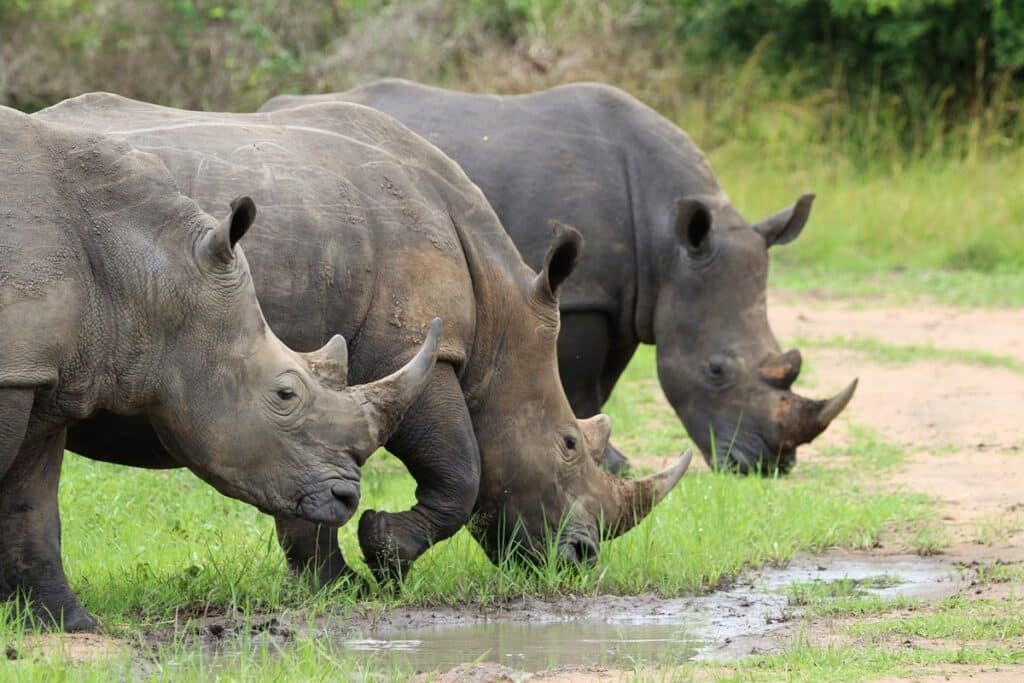 réserve de rhinocéros de Ziwa