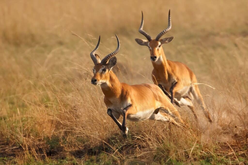 antilopes à Murchison Falls