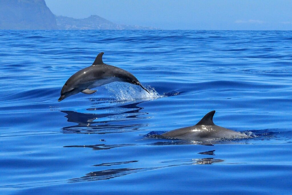 observer les dauphins en catamaran en Martinique