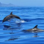 observer les dauphins en catamaran en Martinique
