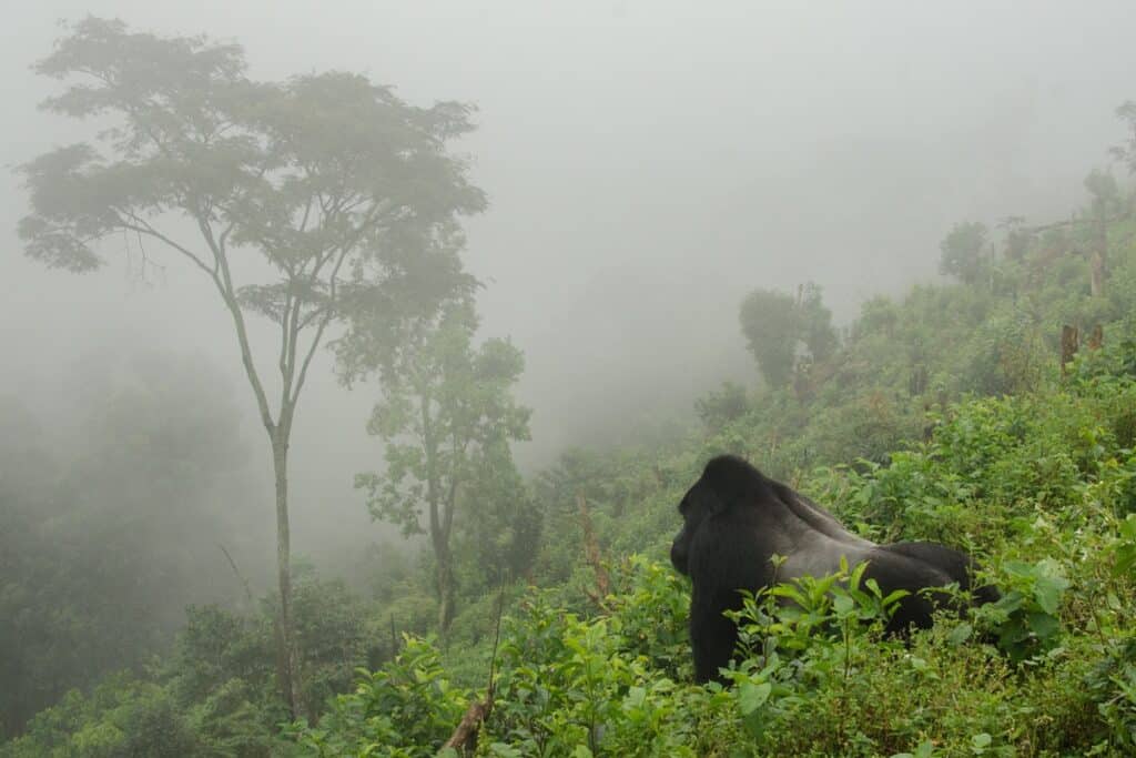 gorille dans la brume