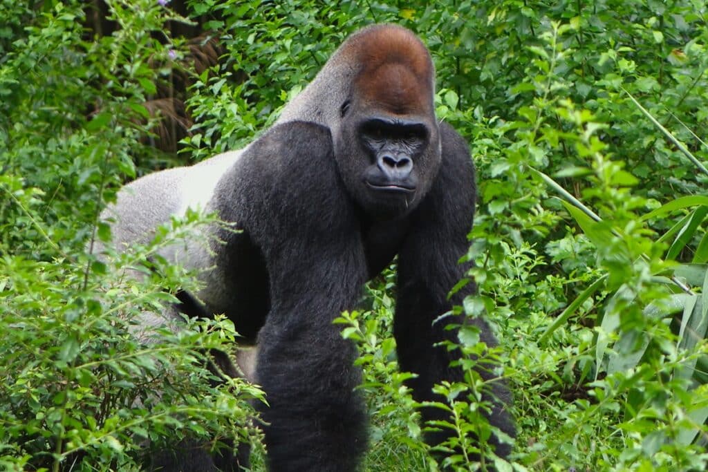 gorille dos argenté rwanda