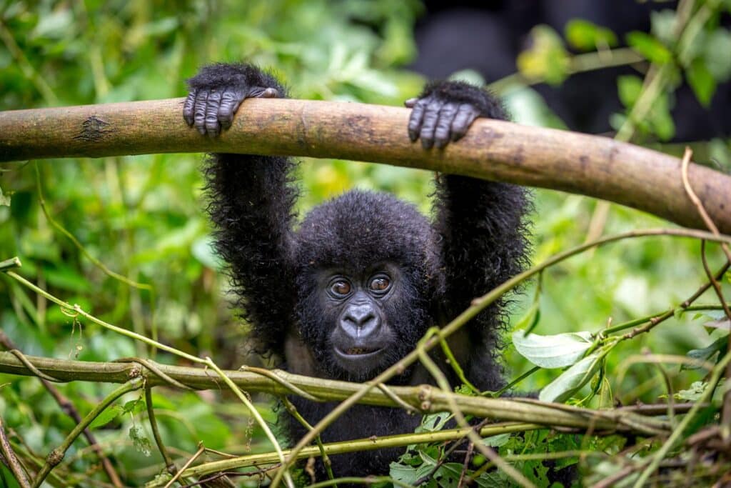 jeune gorille de montagne ouganda