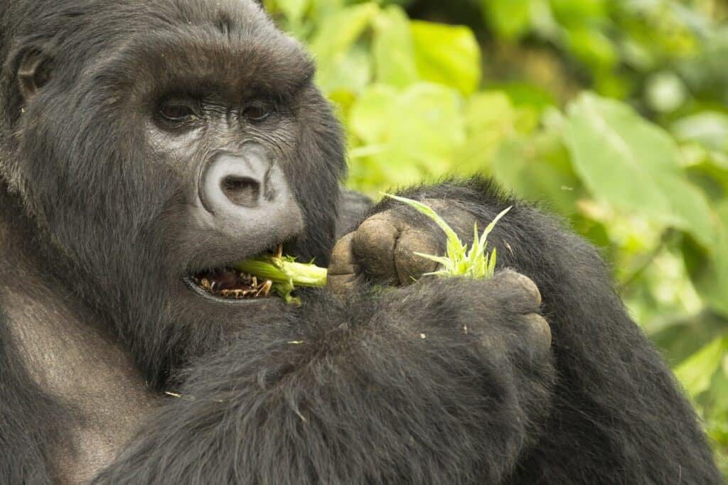 repas gorille des montagnes