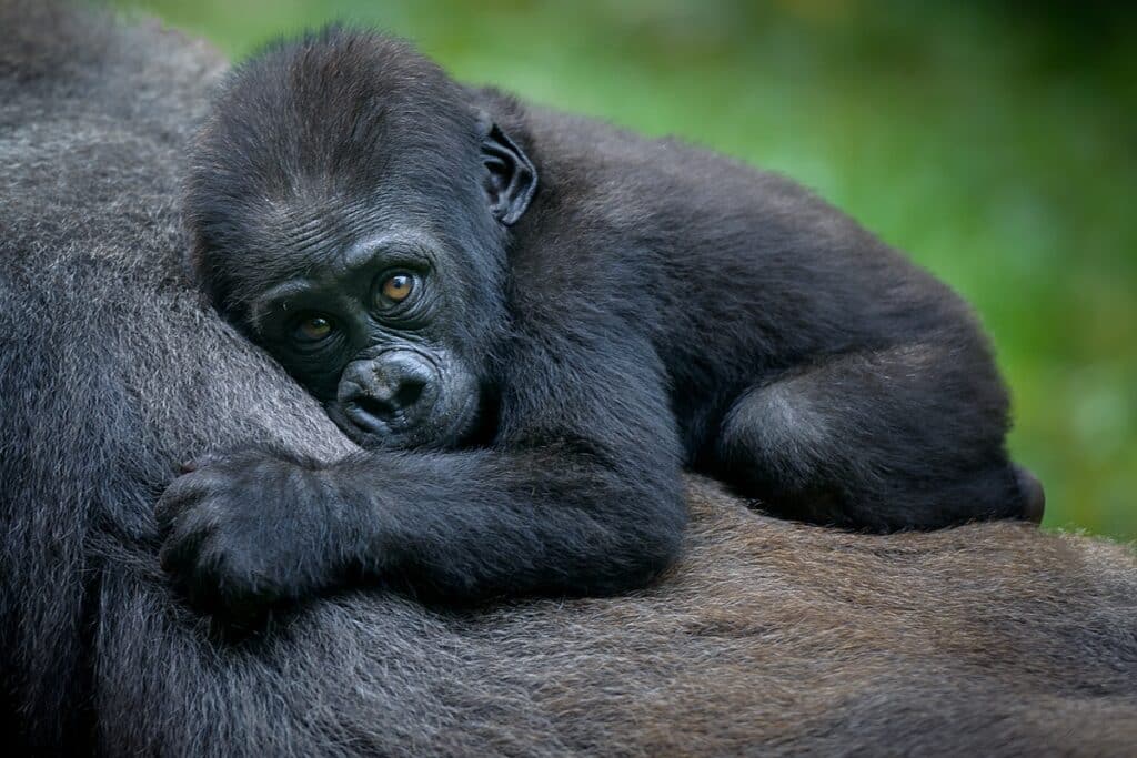 bébé gorille des montagnes