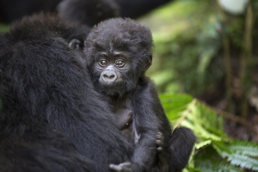 bébé gorille des montagnes