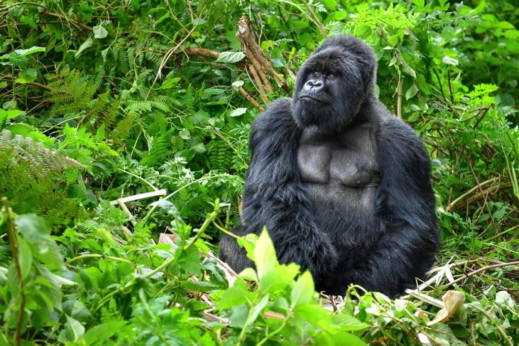 Les gorilles du parc national des Volcans au Rwanda