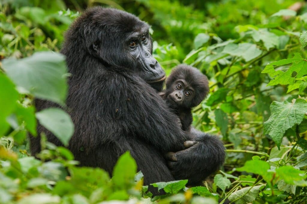 femelle gorille et son bébé au rwanda