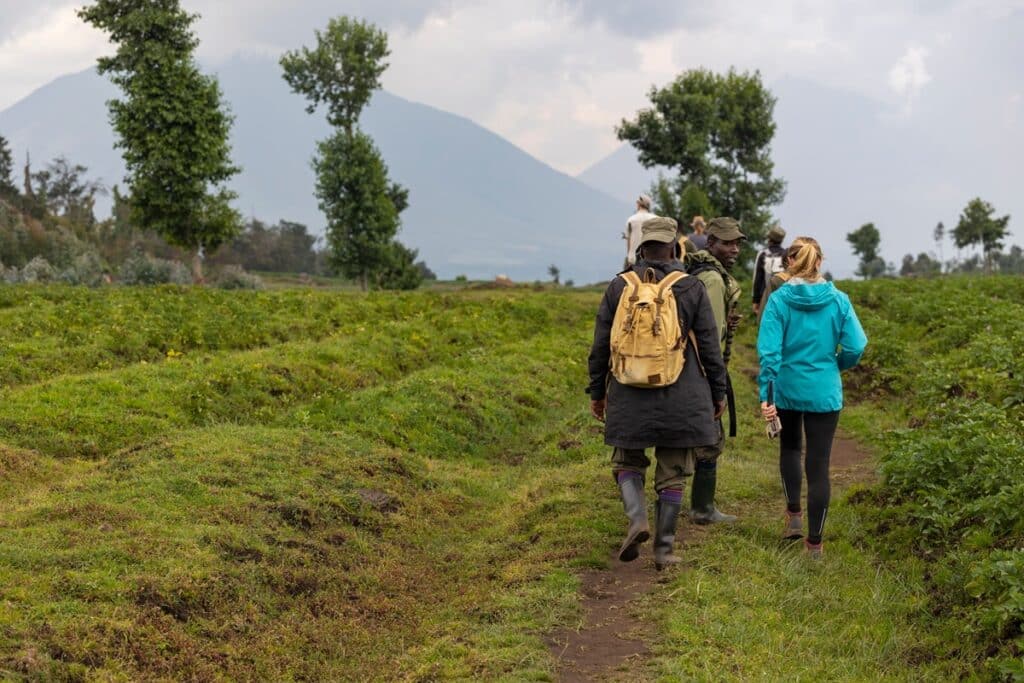 randonnée goriles parc national des volcans au rwanda