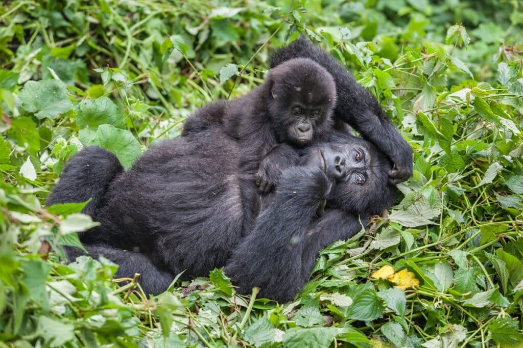 gorilles parc des volcans rwanda