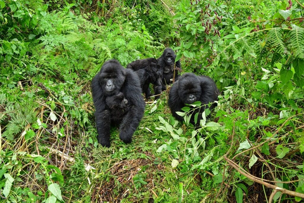 troupe de gorilles de montagne au rwanda