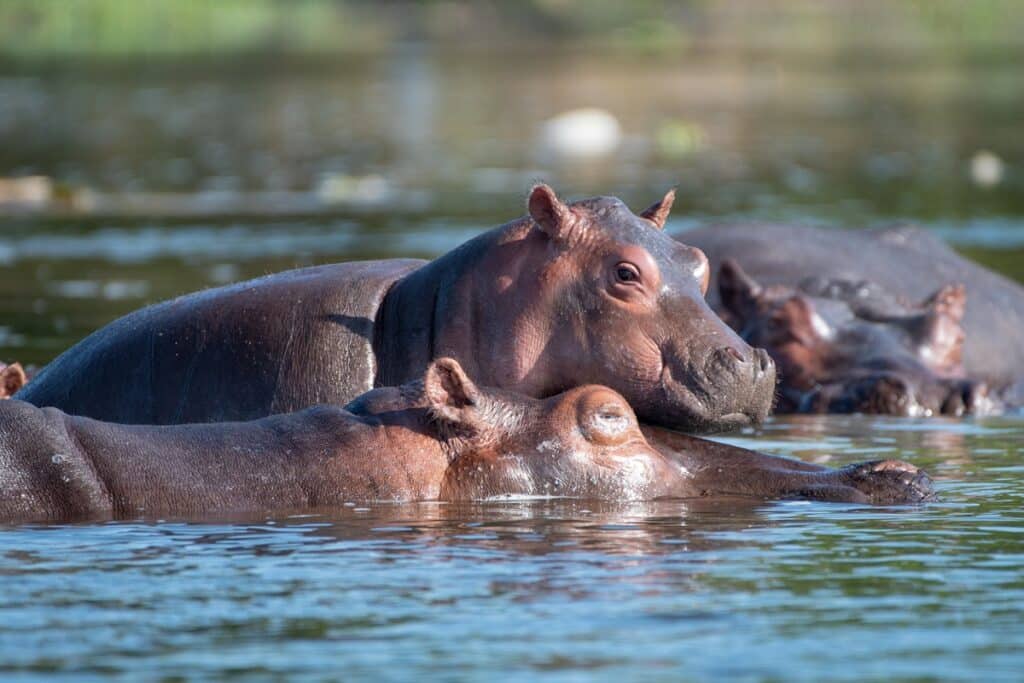 hippopotamesà Murchison Falls