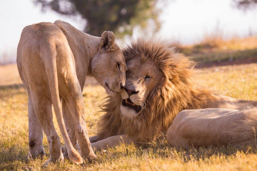 lions en ouganda