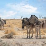 Pourquoi penser à un safari en Namibie