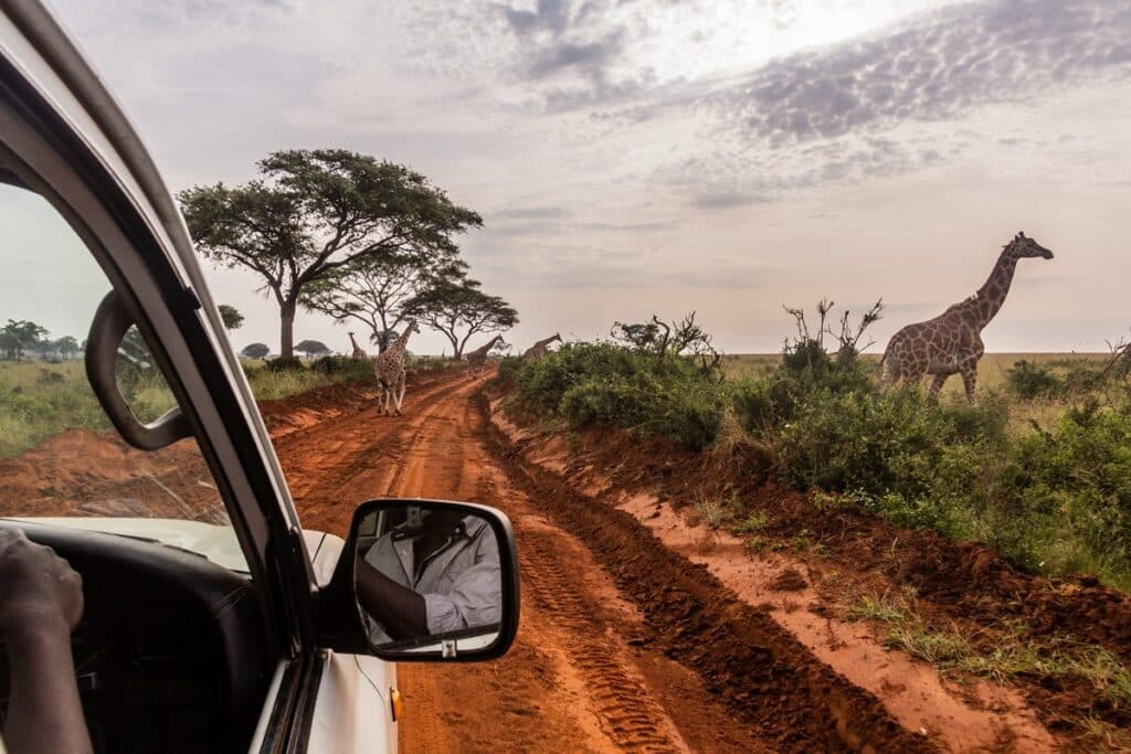 Faire un safari en Ouganda