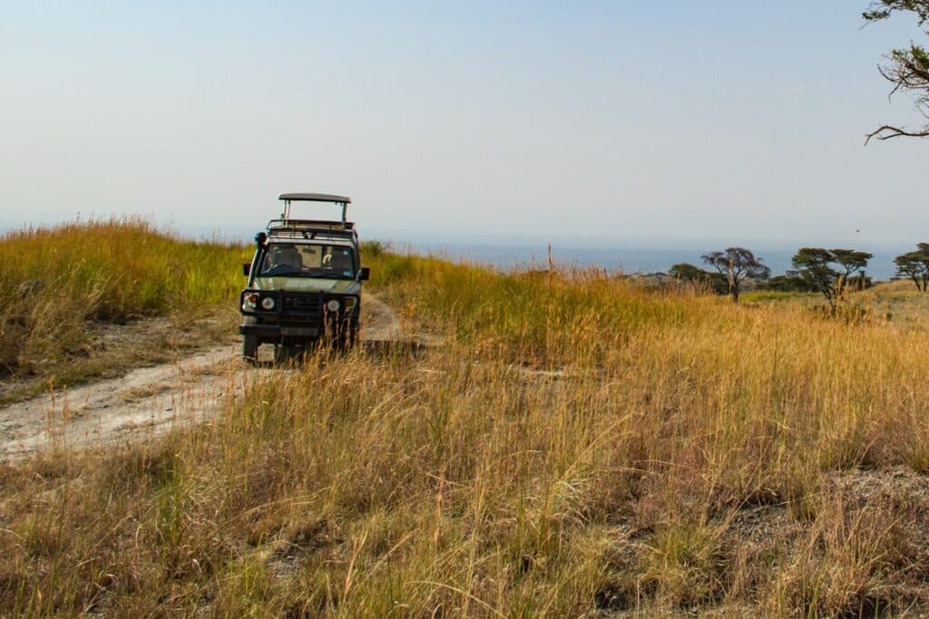 safari en ouganda