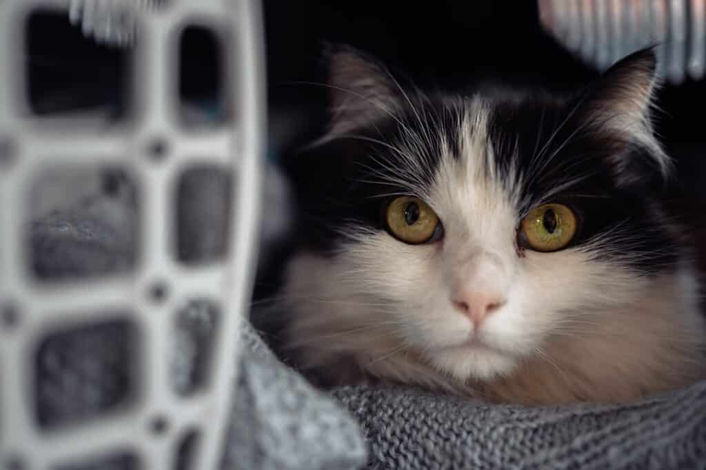 chat dans une caisse de transport