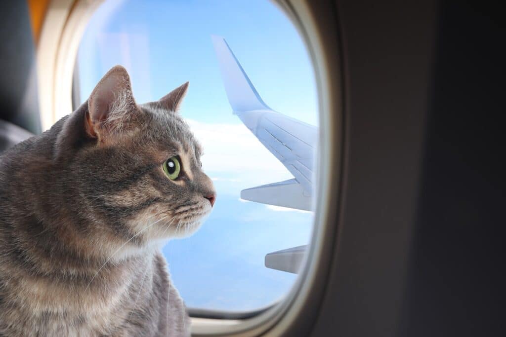 Préparer un voyage en avion avec son chat
