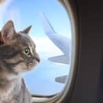 Préparer un voyage en avion avec son chat