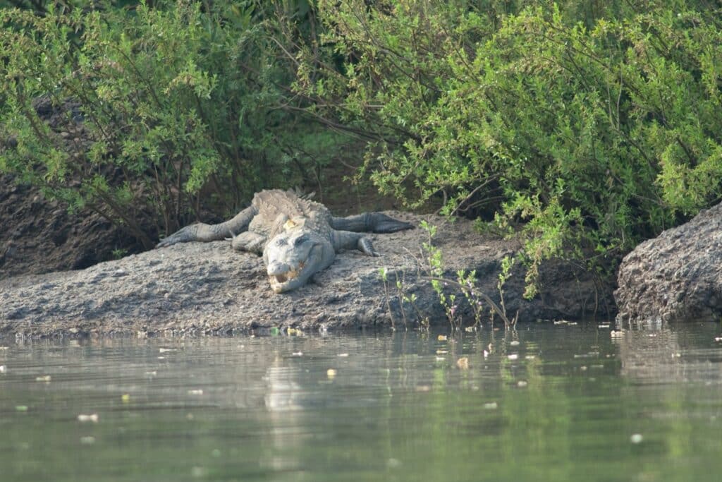 crocodile